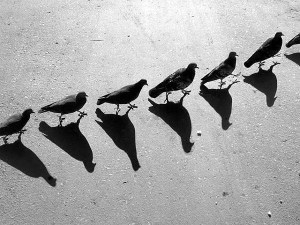 ombres-pigeon-andré-kertesz
