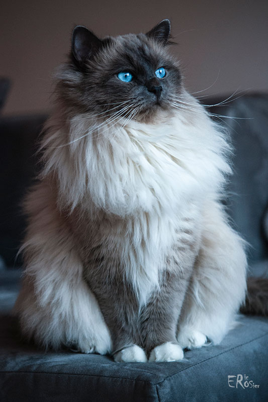 chat-sacre-de-birmanie-siamois-yeux-bleus